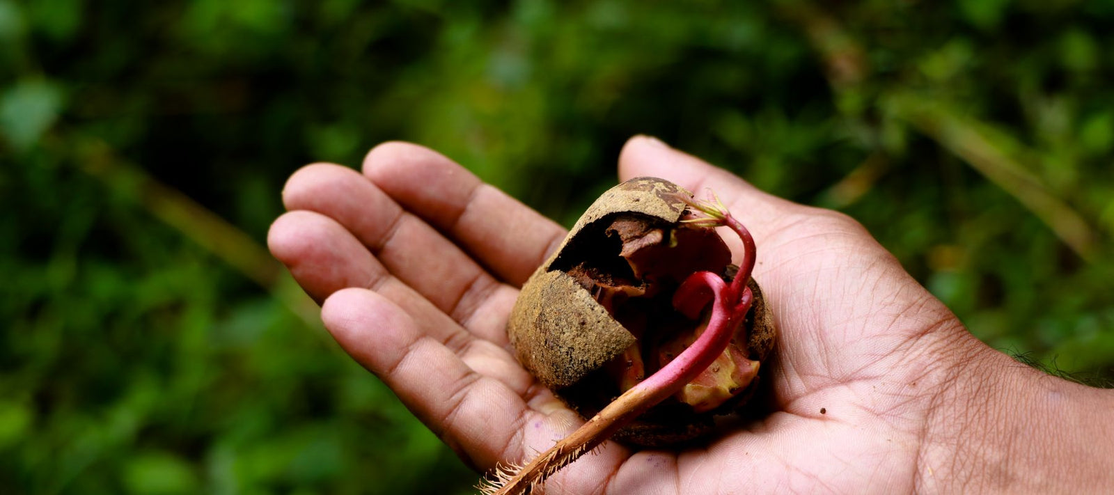 Over the past two decades, almost every known food industry brand name has been part of the obesity crisis of manufacturing palm oil as their primary ingredient of their food or snack. 