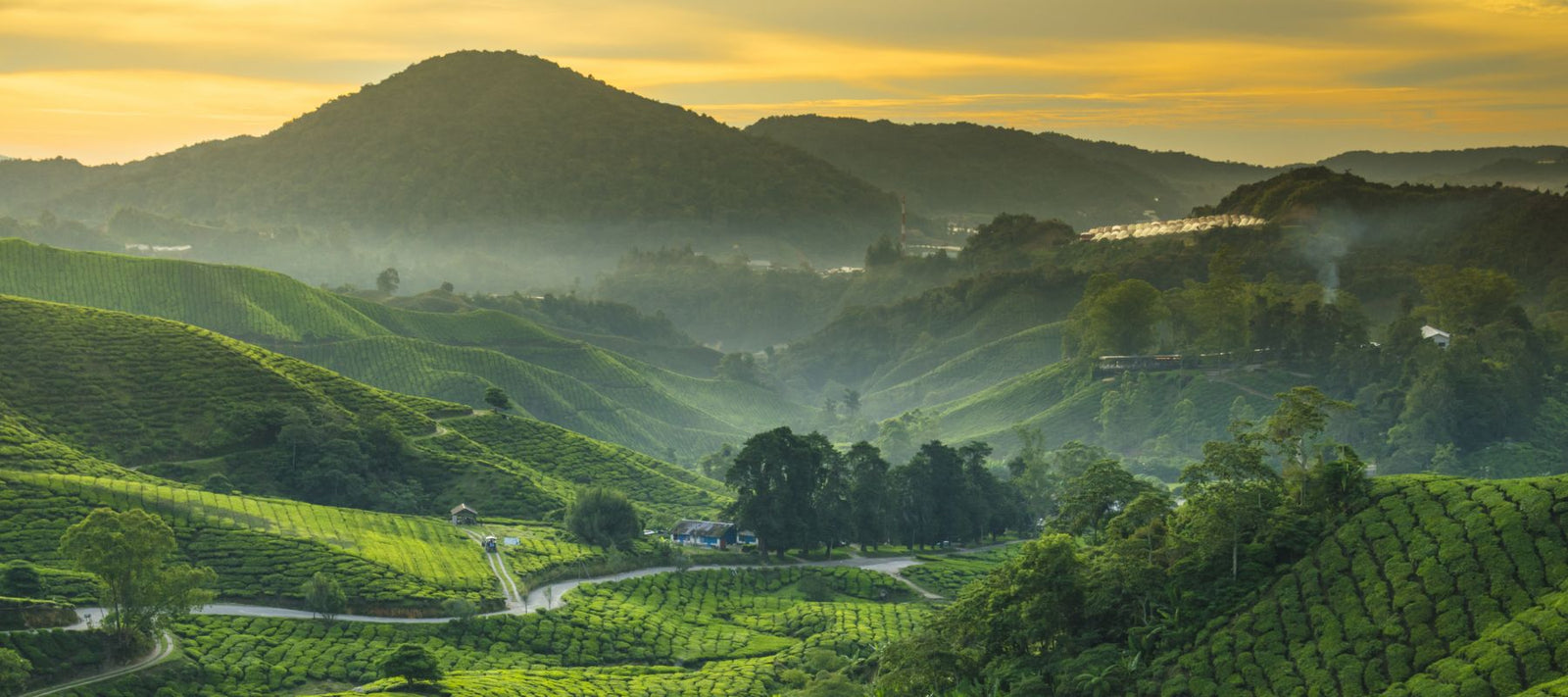 The best part about Lean Oil is the purity of the source and the entire process of the plant to market. We sustainably source it from Malaysia. 